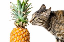 Обзор консервированного корма 1’st Choice — ешь ананасы и тунца жуй!