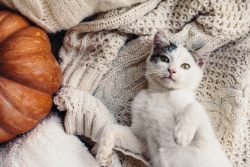 КотоДайджест на сентябрь — все самое интересное