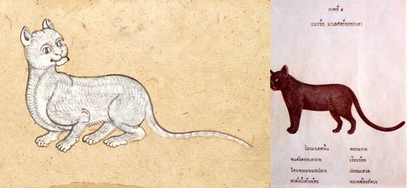 Кошки в Таиланде — 5 аборигенных пород из древнего Сиама