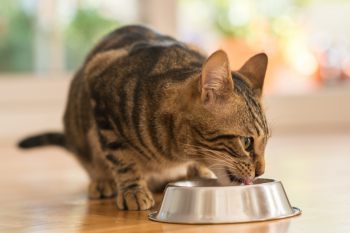 Обзор сухого корма Grandin