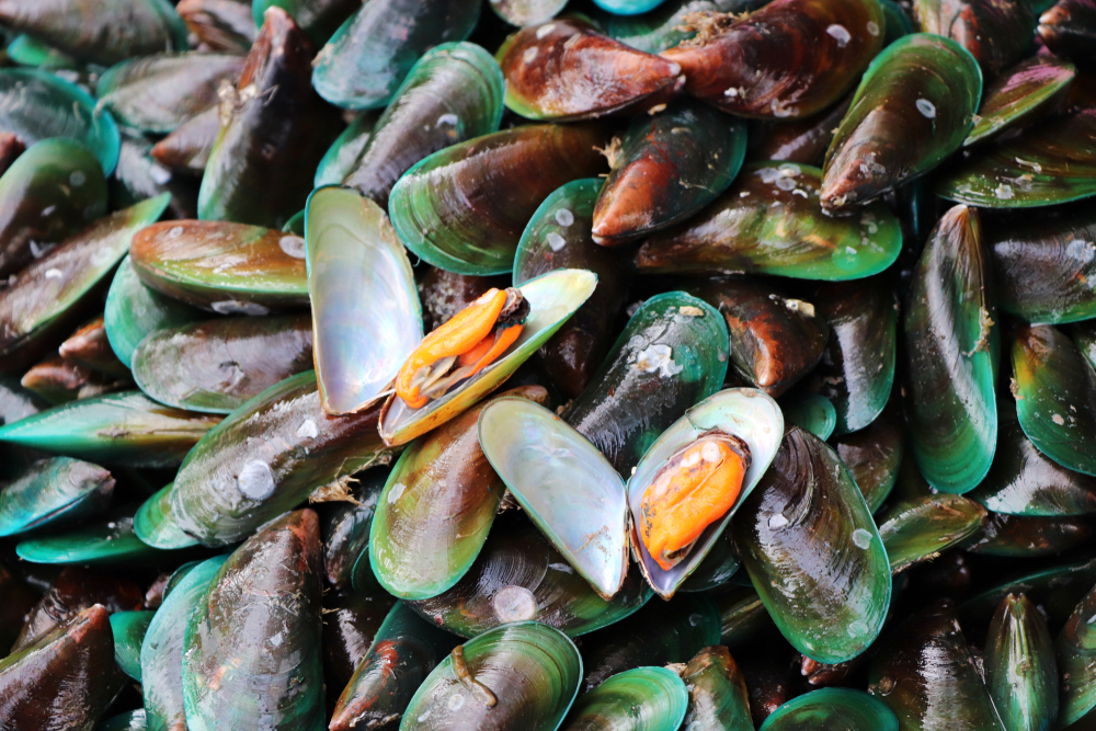 Обзор влажного корма Gemon