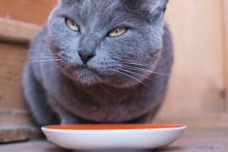 Обзор влажного корма Grandin