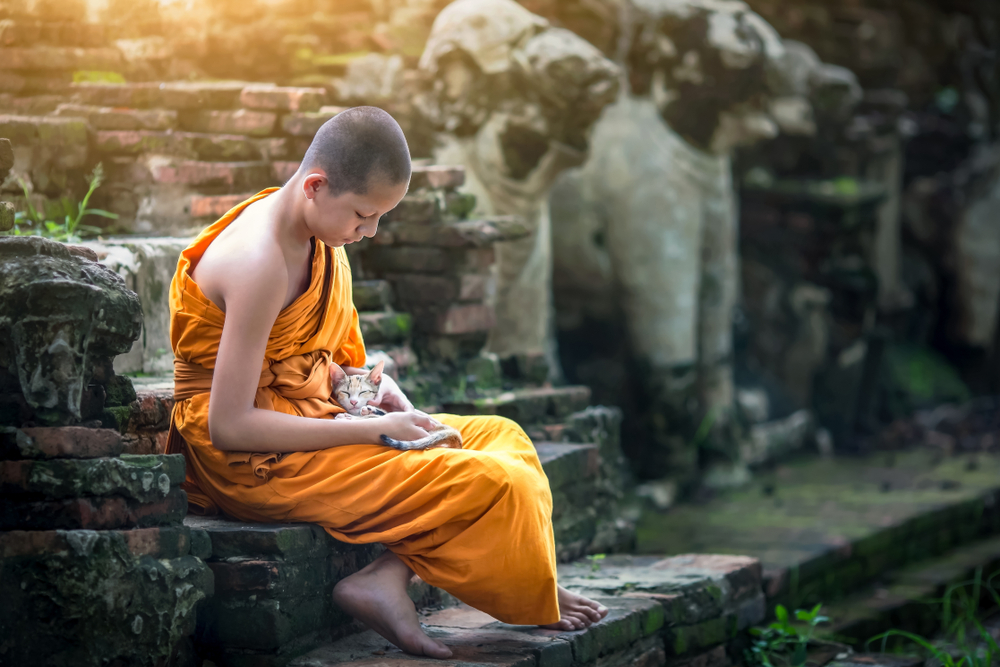 Кошки в Таиланде — 5 аборигенных пород из древнего Сиама