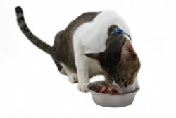 Обзор влажного корма Gemon