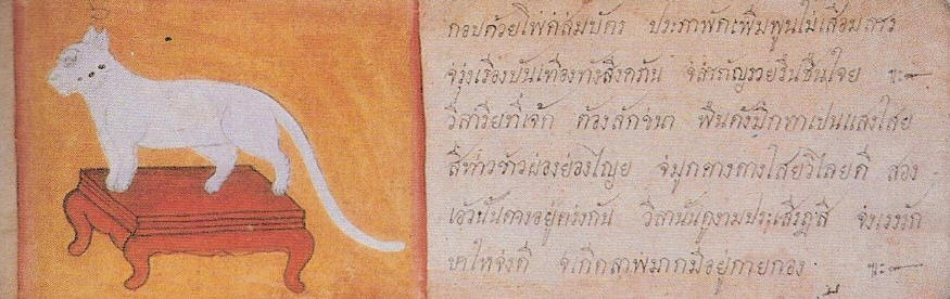 Кошки в Таиланде — 5 аборигенных пород из древнего Сиама