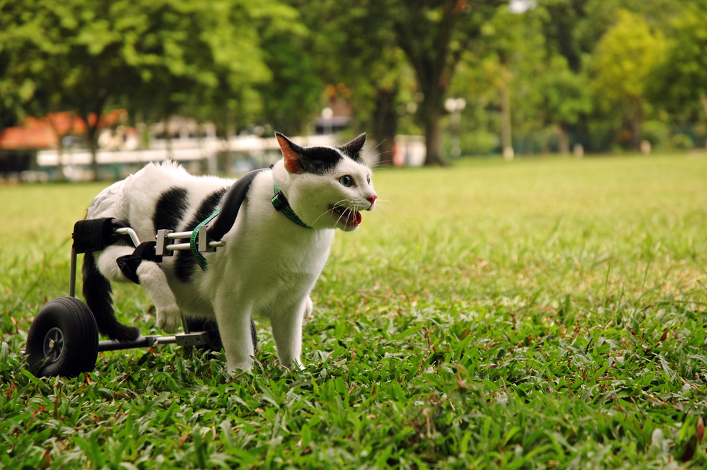 Повреждения позвоночника у кошки: диагностика, лечение, прогнозы