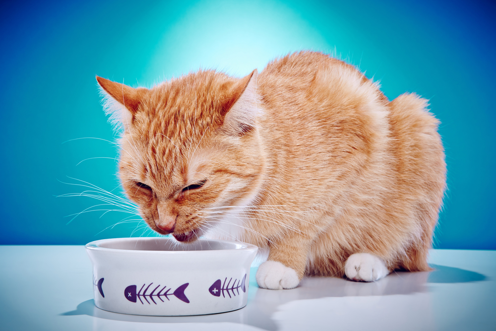 Обзор сухого корма BonaVentura