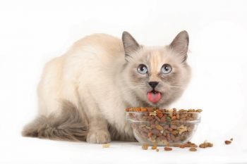 Обзор сухого корма BonaVentura