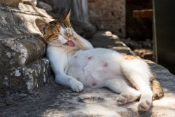 Фиброаденоматозная гиперплазия молочных желез у кошек: причины, лечение