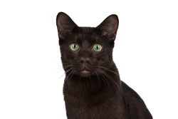 Порода кошек гавана браун — шоколадное совершенство