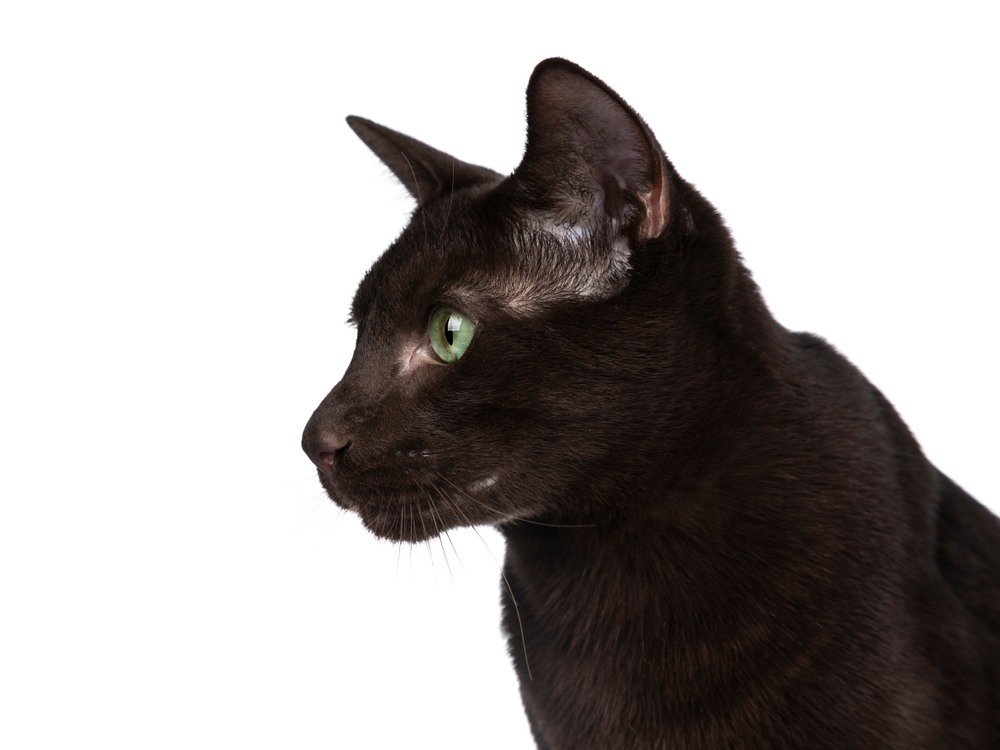 Порода кошек гавана браун — шоколадное совершенство