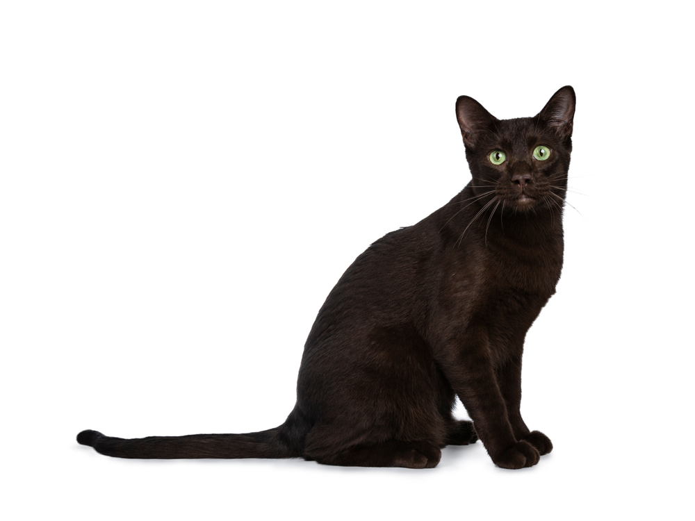 Порода кошек гавана браун — шоколадное совершенство