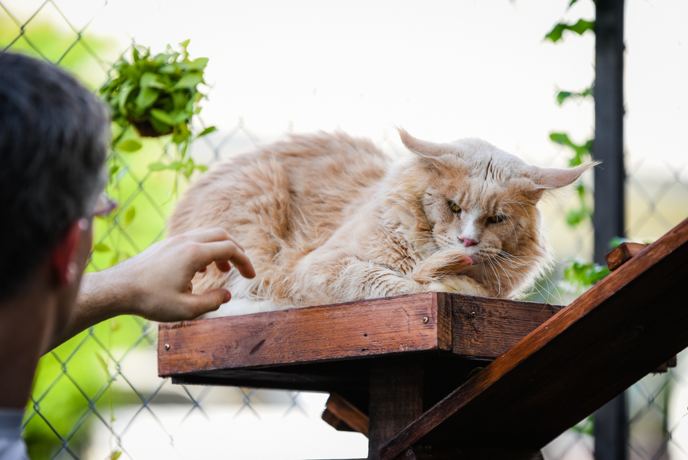 Как правильно гладить кошку?
