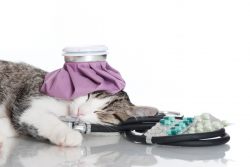 13 признаков, что ваша кошка больна