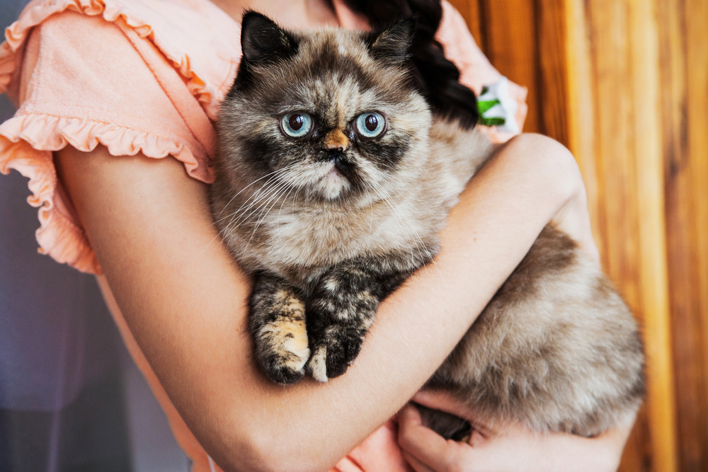 Как правильно гладить кошку?