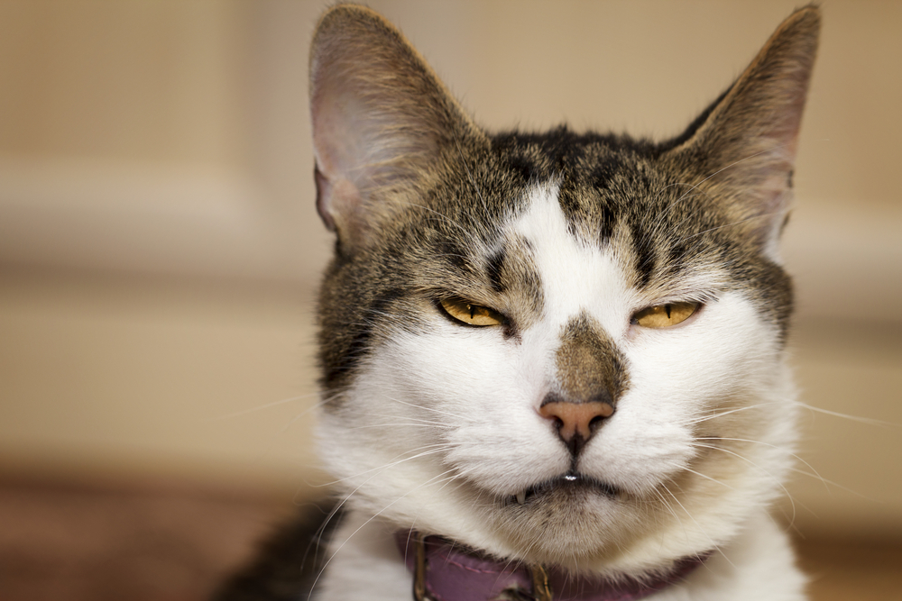 Способны ли кошки на месть и обиду?