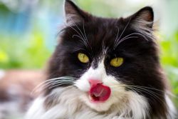 Влажные корма для кошек: мурлыкающее удовольствие или пустая трата денег?