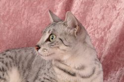 Египетская мау — загадочная любимица древних фараонов