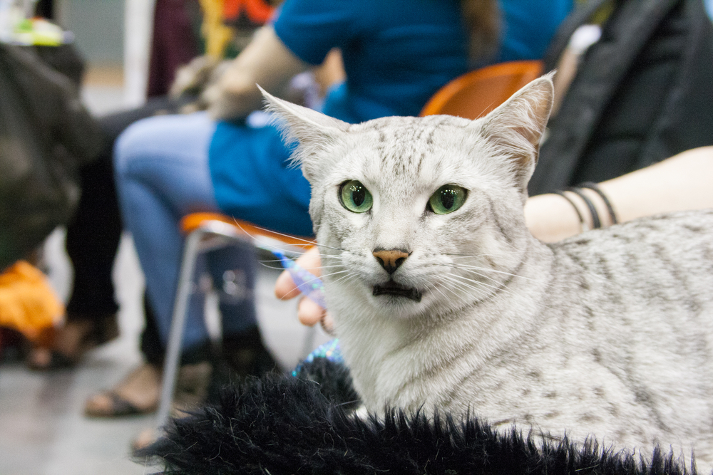 Египетская мау — загадочная любимица древних фараонов