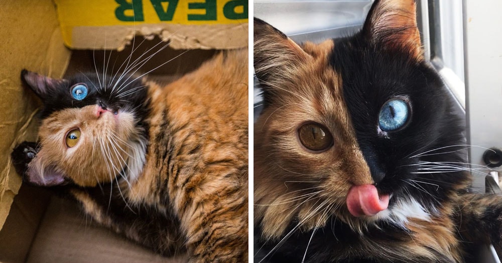 Кошки с разноцветными глазами — дивитесь же совершенству