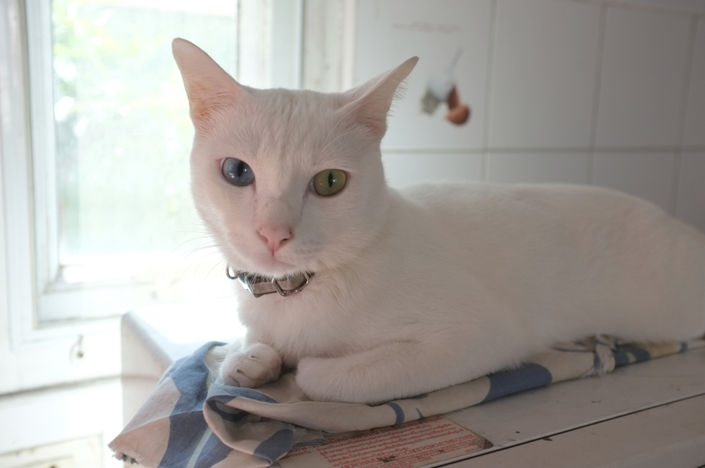 Кошки с разноцветными глазами — дивитесь же совершенству