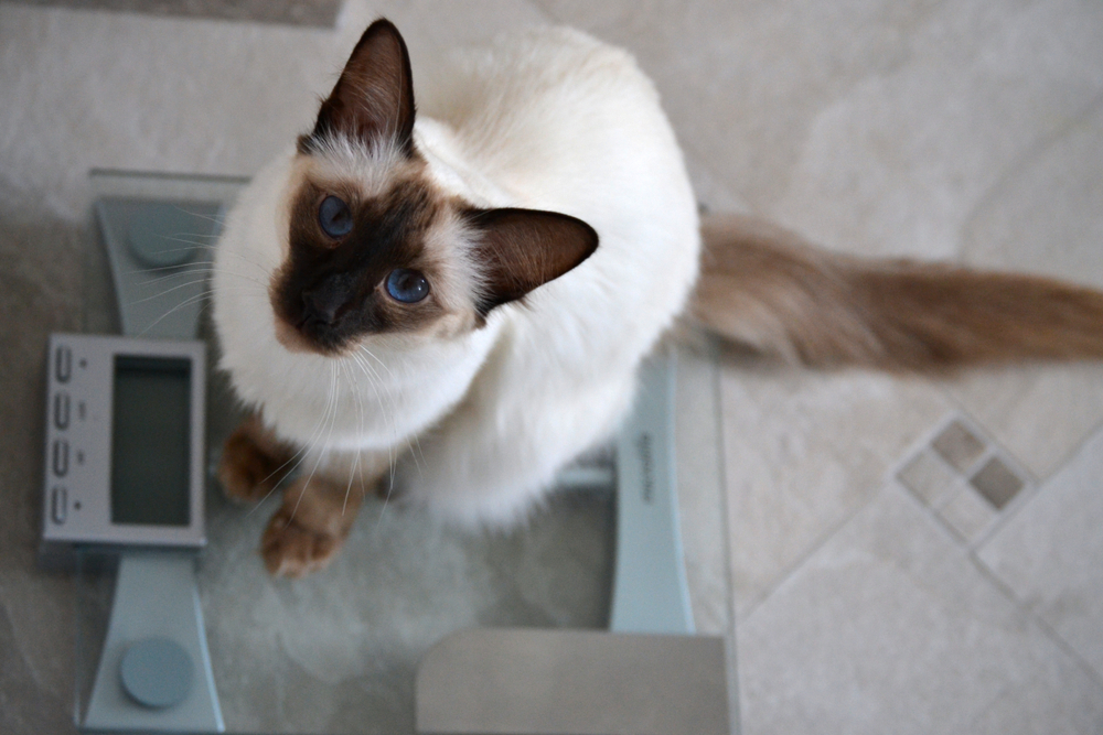 Ориентальная кошка: Восток - дело тонкое!