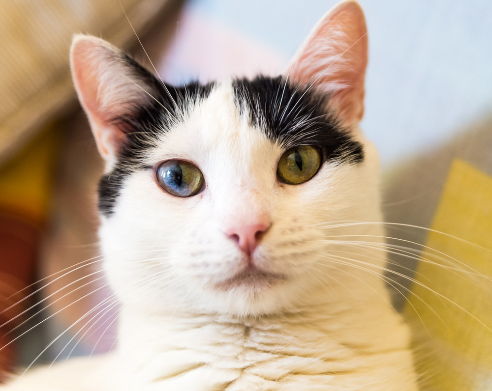 Кошки с разноцветными глазами — дивитесь же совершенству