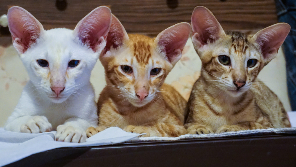 Ориентальная кошка: Восток - дело тонкое!