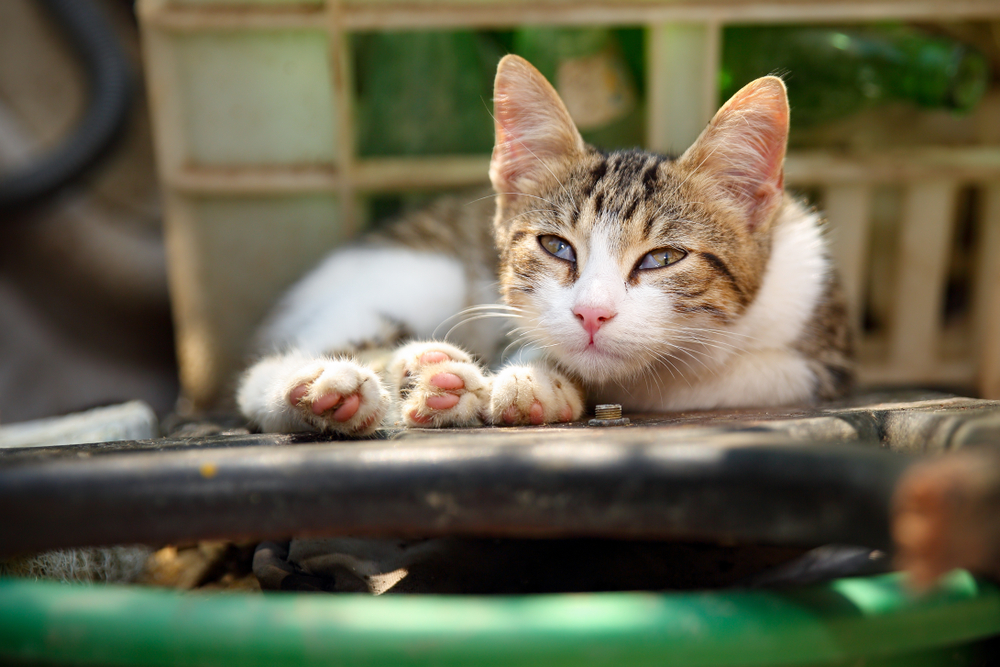 Третье веко у кошки - почему оно появляется?