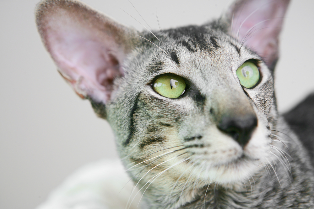 Ориентальная кошка: Восток - дело тонкое!