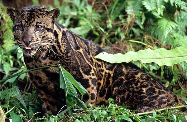 Дикие кошки на грани исчезновения