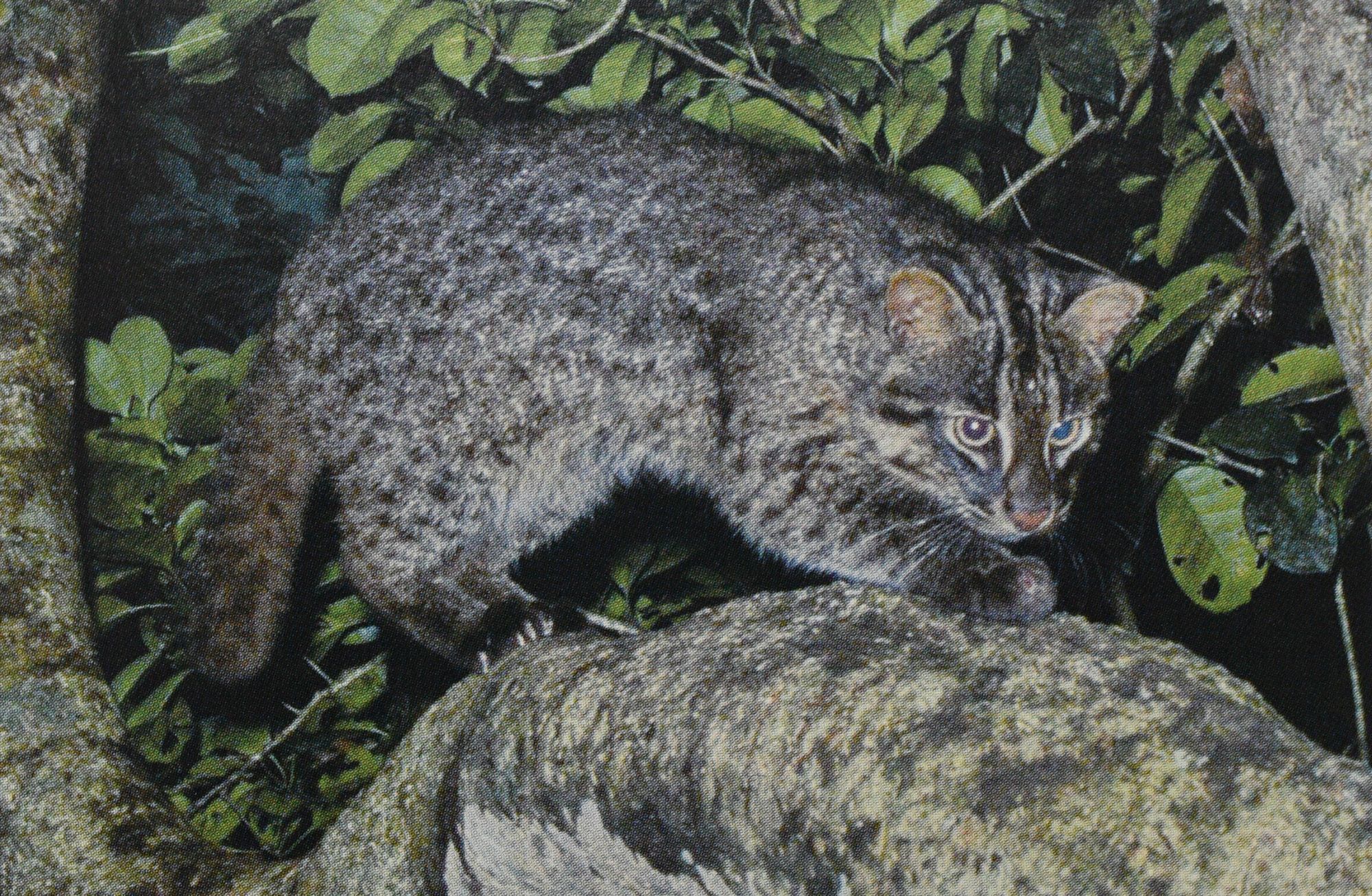 Дикие кошки на грани исчезновения