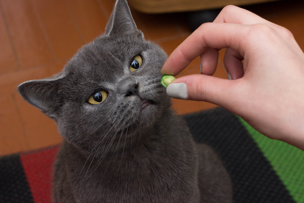 Витамины для беременных кошек