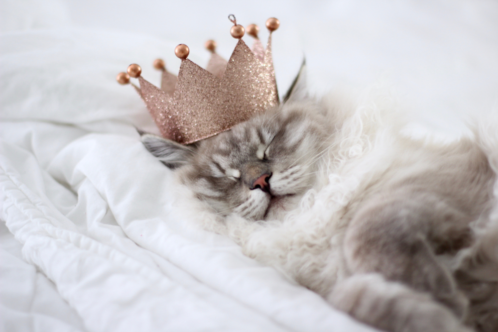 Сибирская кошка — достояние России