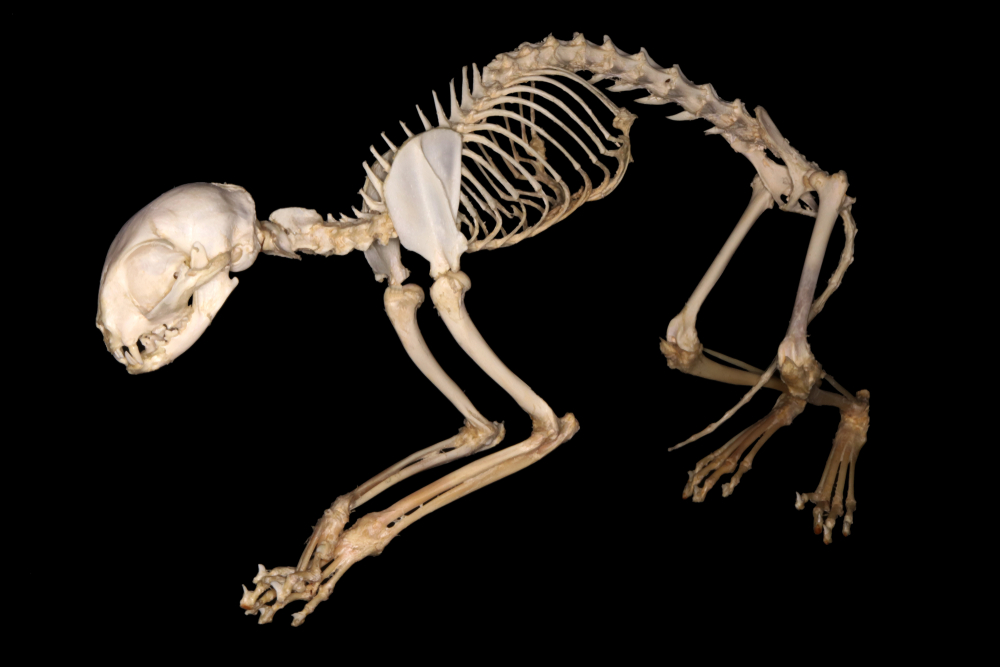 Анатомия кошек: общие сведения