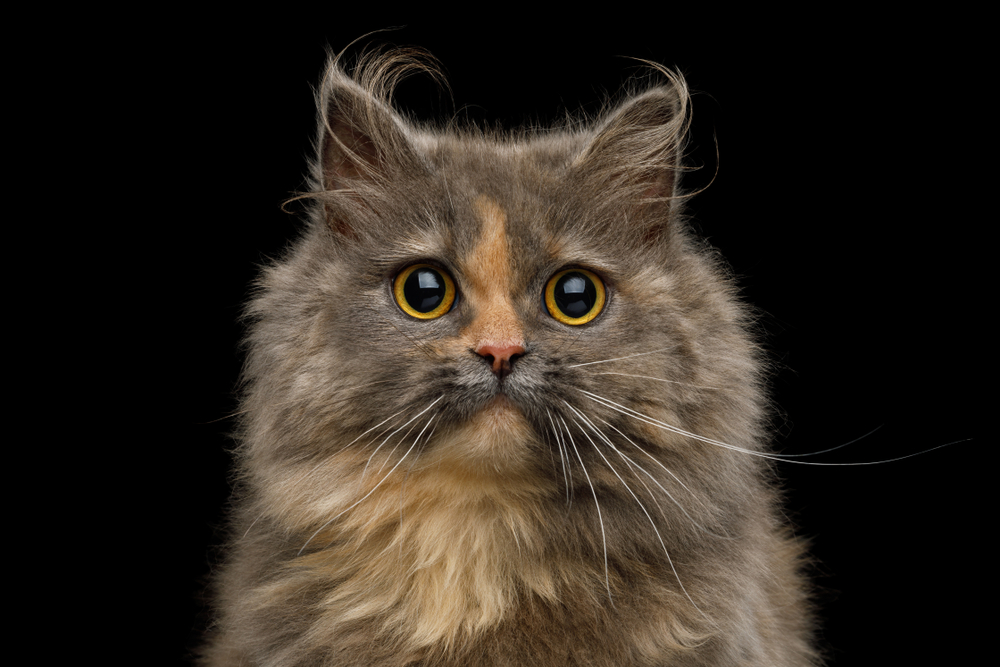 Порода кошек менуэт (наполеон) — мал золотник, да дорог