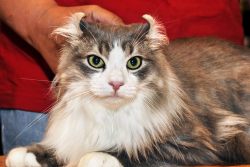 Американский керл: ушки-завитушки