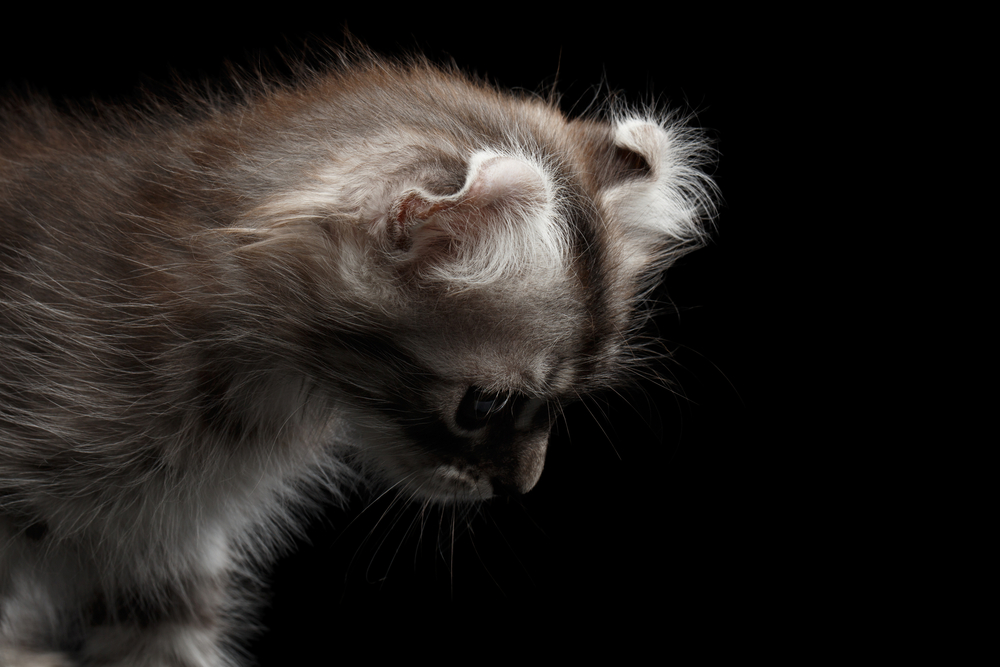 Американский керл: ушки-завитушки