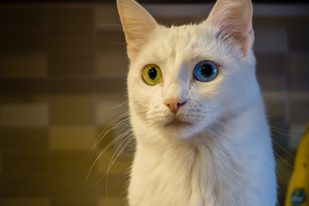 Турецкий ван: кошка-легенда