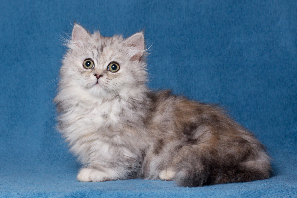 Порода кошек менуэт (наполеон) — мал золотник, да дорог