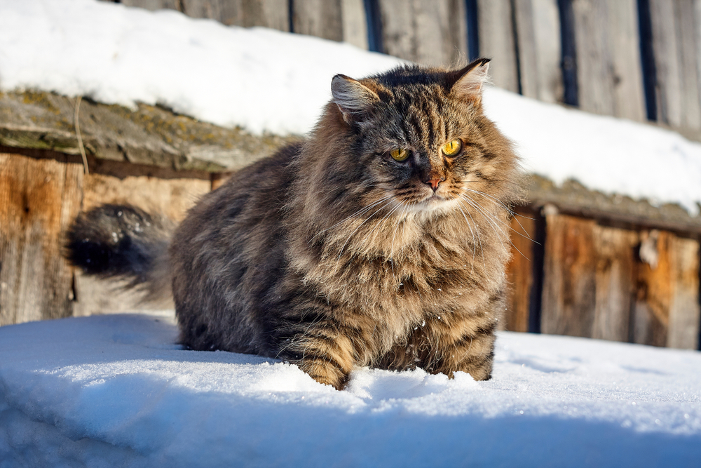 Сибирская кошка — достояние России