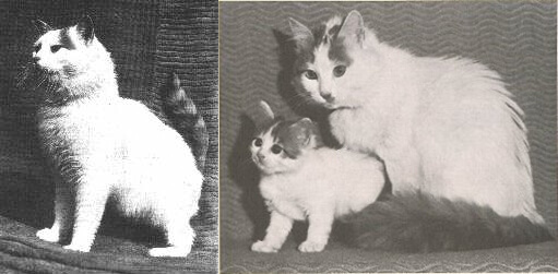 Турецкий ван: кошка-легенда