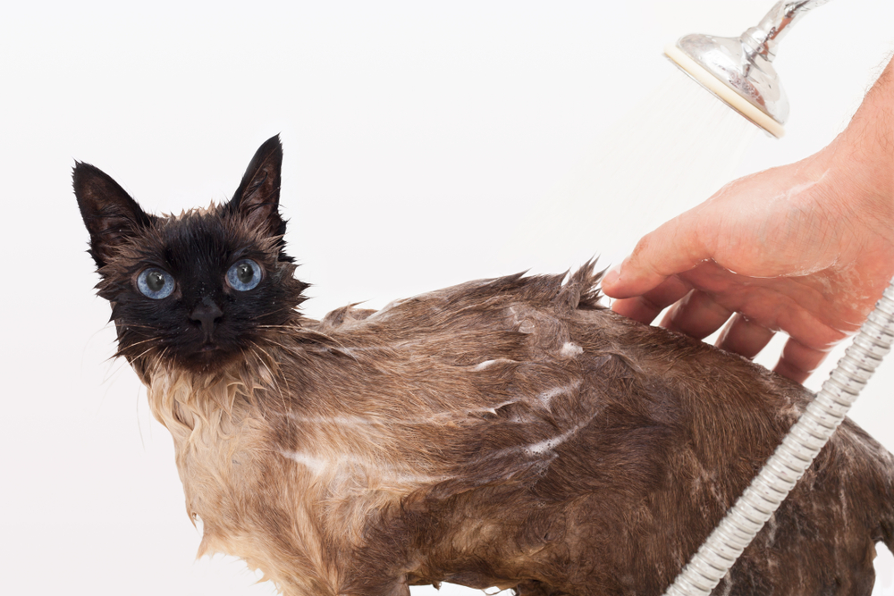 Вши и власоеды у кошек