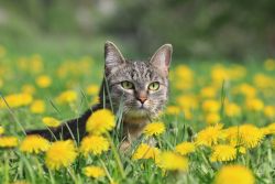 КотоДайджест на май — все самое интересное. Мир, Труд, Кот!