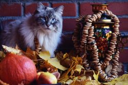 Русские породы кошек