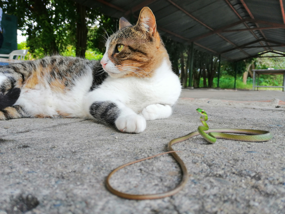 Кошку укусила змея – что делать?
