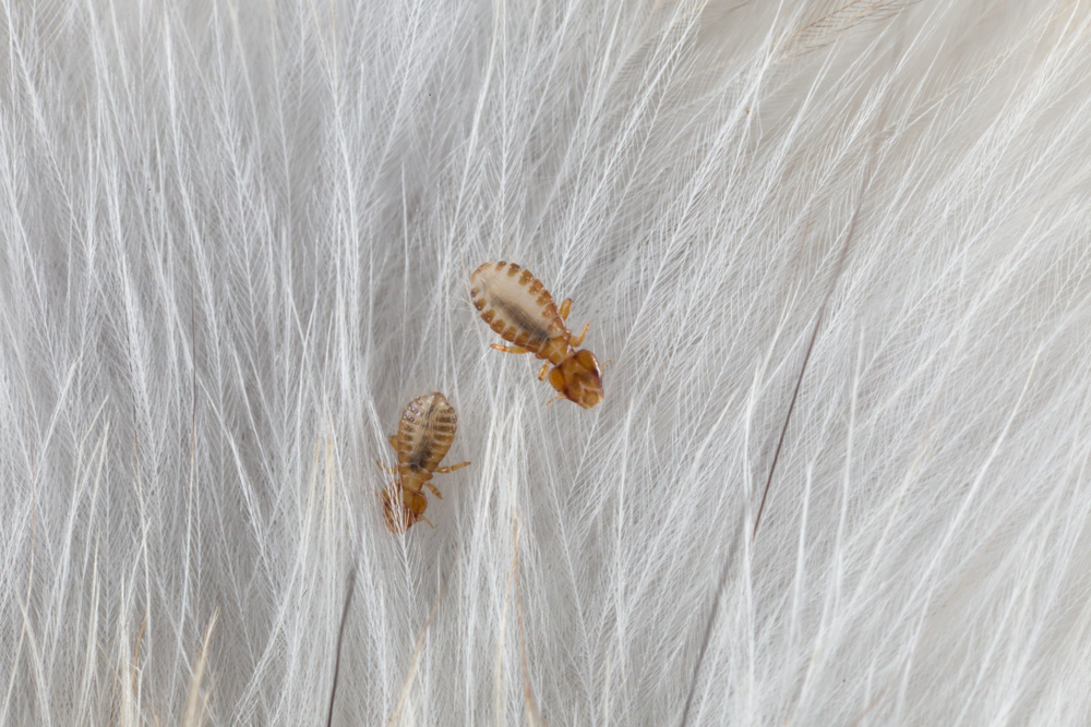 Вши и власоеды у кошек