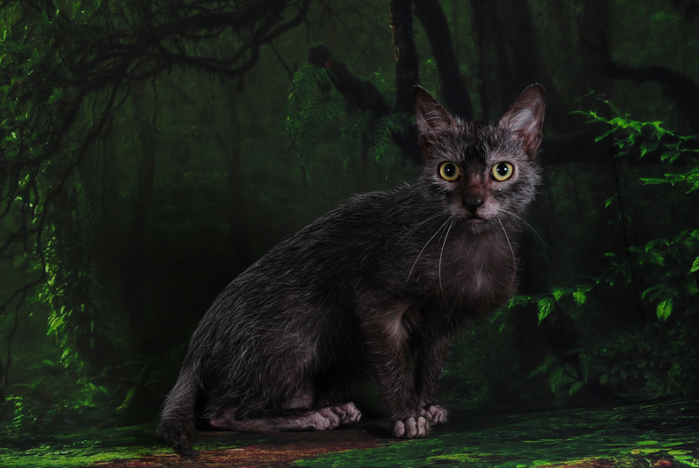 Американские породы кошек — кошки родом из США