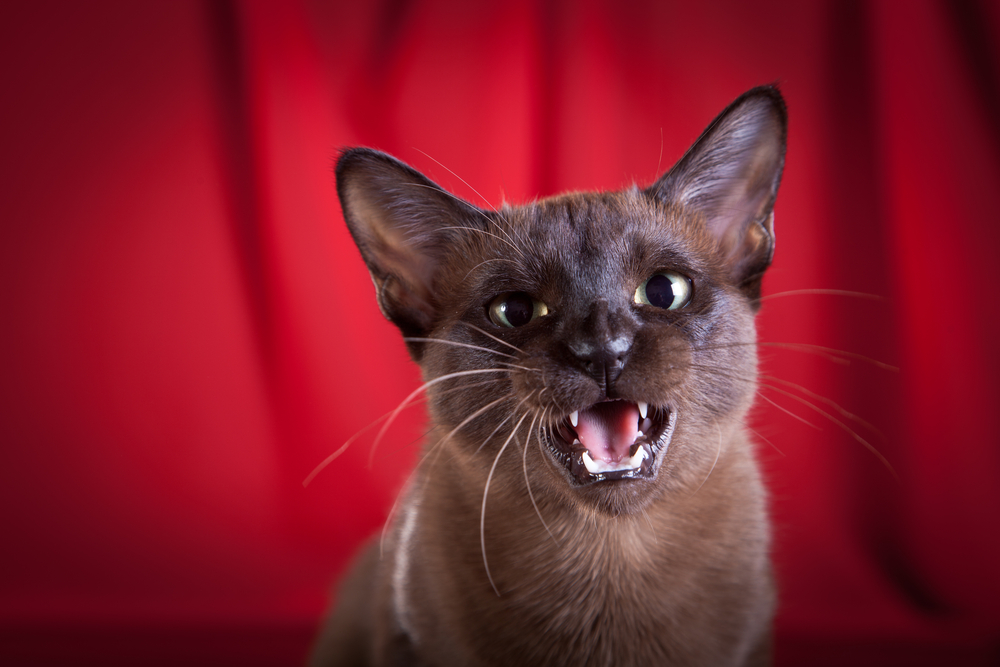 Тонкинская кошка — два бездонных океана глаз