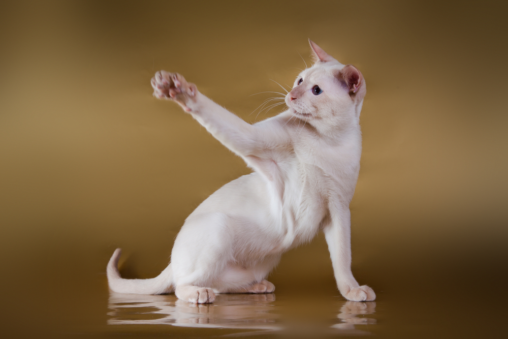 Тонкинская кошка — два бездонных океана глаз